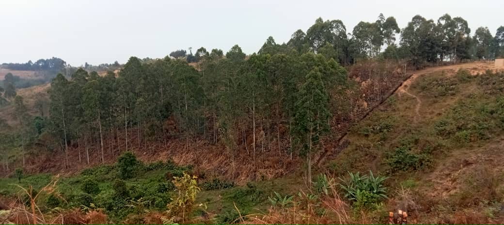 Trees growing on hillsides in a rural landscape